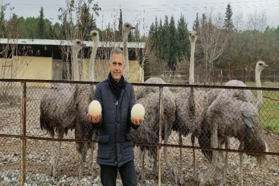 Sıcak hava onları da şaşırttı... Deve kuşları kışın yumurtlamaya başladı