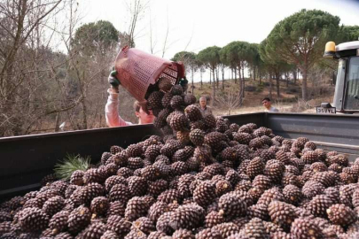 Kilosu çeyrek altınla yarışan çam fıstığında hasat zamanı