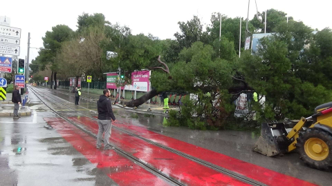 İzmir'in göbeğindeki koca ağaç devrildi