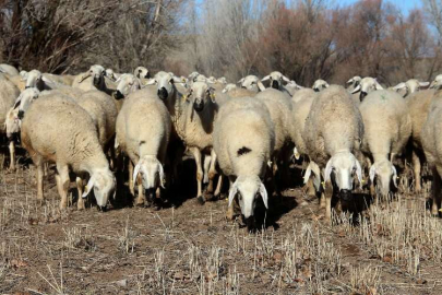 Denizli'de şap korkusu meralara da sıçradı 