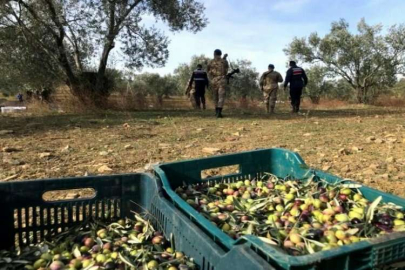 Aydın'da zeytin hırsızları enselendi