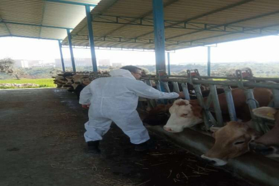 Aydın'da şap hastalığı önlemi: Köy köy aşılama yapılıyor