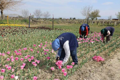 Manisa'da lale üretimi kadınlara gelir kapısı olacak