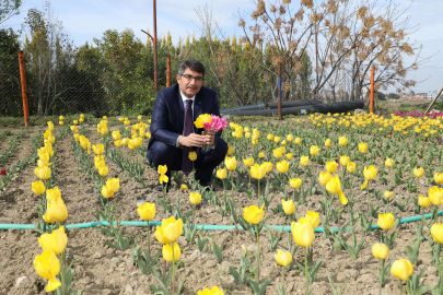 Lale üretimi kadınlara gelir kapısı olacak