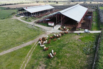 Güneşle buluşan ineklerin sevinci izlemeye görmeye değer