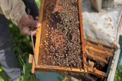 Arıcıların yüzü bahar yağmurlarıyla güldü