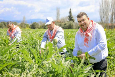 İzmir Seferihisar'da enginar zamanı