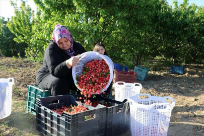 Kirazın ilk hasadı 800 liraya satıldı