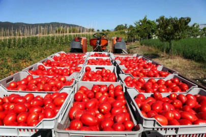 Domates ihracatında kota 500 bini buldu