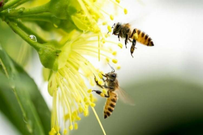 Arı zehri ve propolis sivilcelere iyi gelir mi?