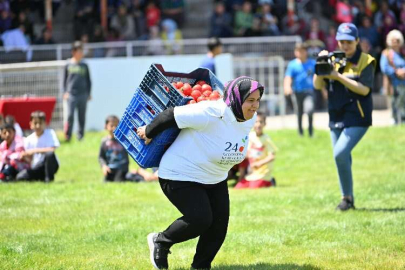 Kasalarla domatesi sırtlarında 40 metre taşıdılar