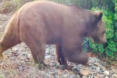 Muğla'da fotokapana bozayı takıldı