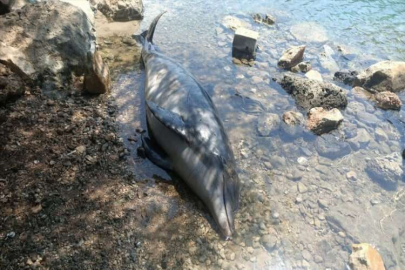 Muğla'da ölü bir yunus sahile vurdu