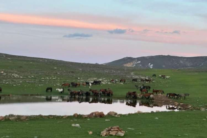 Ürkek yılkı atları görenleri mest ediyor