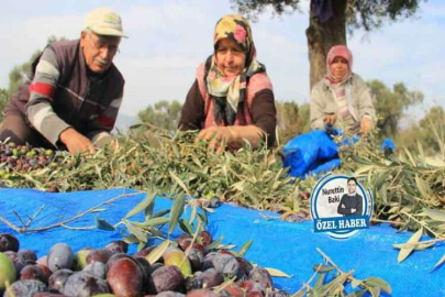 Zeytin üretiminde jeotermal riski: Yasa uygulansın!