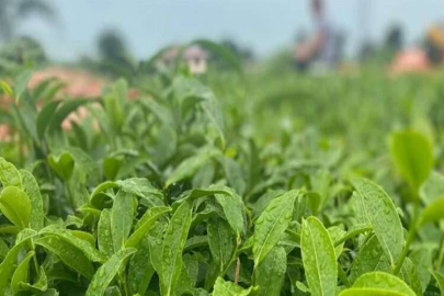 ÇAYKUR, tonlarca yaş çay almaya başladı