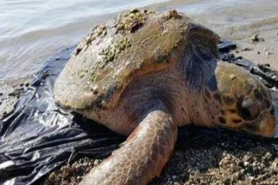 Muğla'da caretta carettalar kurtarıldı