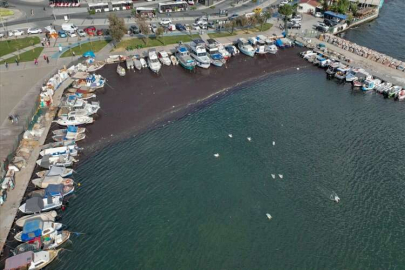 Deniz yosunu İzmir Körfezi’nde yeniden yayılıyor