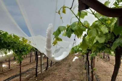 Üzüm bağlarını korumak için dolu tül sırasına girdiler