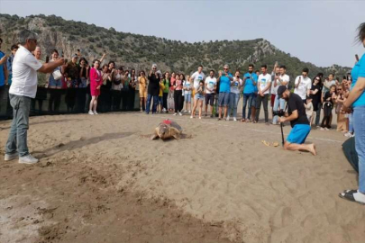 Uydu takip cihazı takılan 2 caretta caretta denize salındı