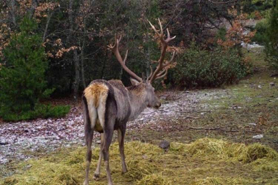 Denizli'de fotokapanlara kartpostallık görüntüler takıldı