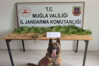 Kont köpekler uyuşturucuya geçit vermedi