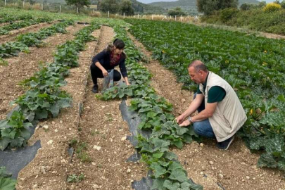 Hasat öncesi kimyasal kalıntı analizleri yapılıyor