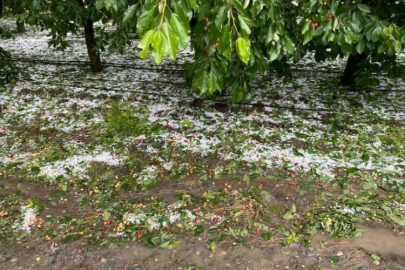 Denizli'de kiraz bahçelerinde hasar oluştu