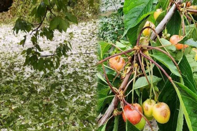 Dolu yağışı kiraz üreticisini vurdu