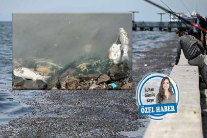 Yüzülecek demişlerdi: Balıklar bile yüzemiyor