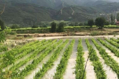 Manisa'nın üzüm bağlarını sel bastı