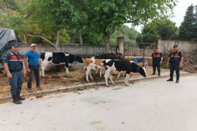 Kurbanlıklar bayram gelmeden firar etti