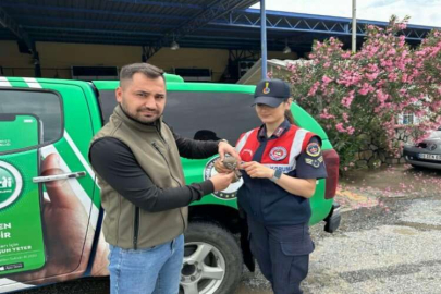 Yaralı yavru baykuş koruma altına alındı