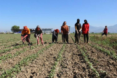 Çapacı kızlar tarlaya indi, Aydın Ovası şenlendi