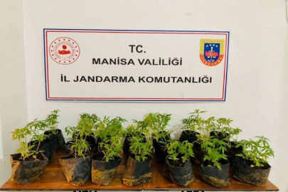 Manisa'da fide halinde 733 kök kenevir ele geçirildi