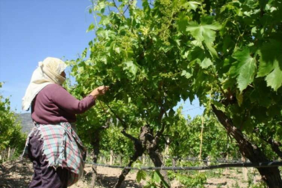 Manisa, asmalarını depremzedelerle paylaşıyor