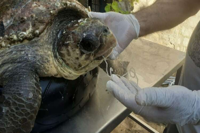 Olta iğnesi yutan caretta carettayı vatandaşlar kurtardı