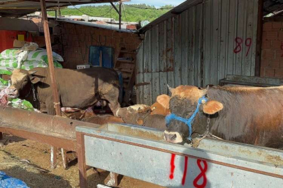 Kurban bayramı öncesi besicilerin kimyasal madde isyanı