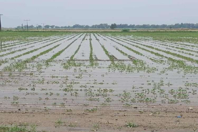 Söke Ovası’nda pamukta mantar hastalığı görülüyor