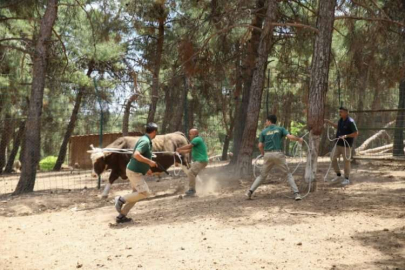 Kurban yakalama timi bayram mesaisine hazır