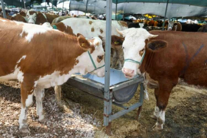 Buca Belediyesi, kurban pazarlarını denetledi