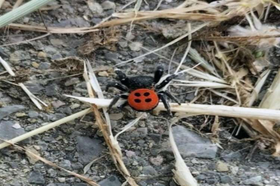 Aydın’ın gündeminde uğur böceği örümceği var