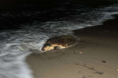 Aydın sahiline ölü caretta caretta vurdu