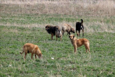 Başkentliler başıboş köpek sorununa çözüm istiyor!