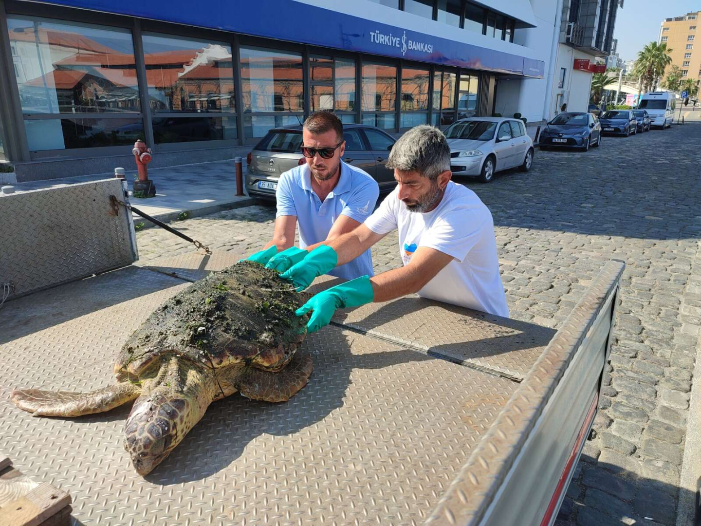 yaralı caretta caretta