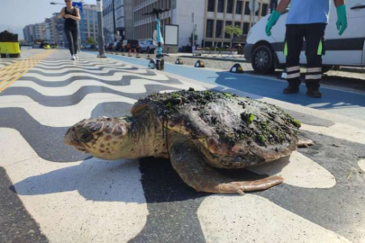 Yaralı “Caretta Caretta” Körfez'e vurdu