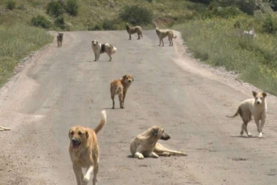 Terk edilen köpekler açlıktan birbirlerini yiyor