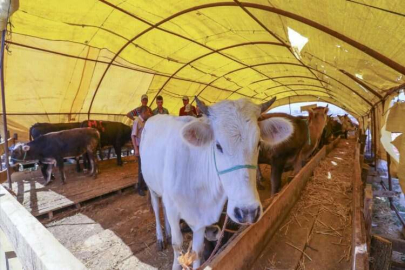 Yetiştiricinin elinde kalan kurbanlıklar ne olacak?