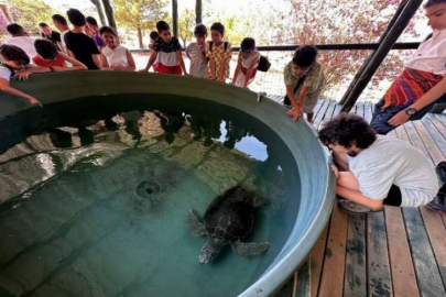 Caretta kaplumbağaları için dijital kitap yazdılar