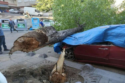 Ceviz ağacı araçların üstüne devrildi